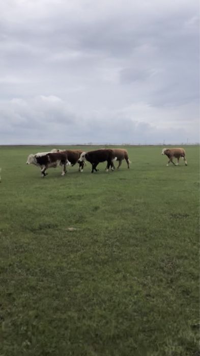 Бұқалар сатылады