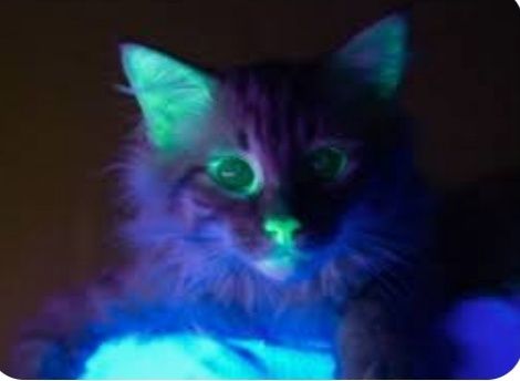 Новый Фонарь ультрафиолетовый