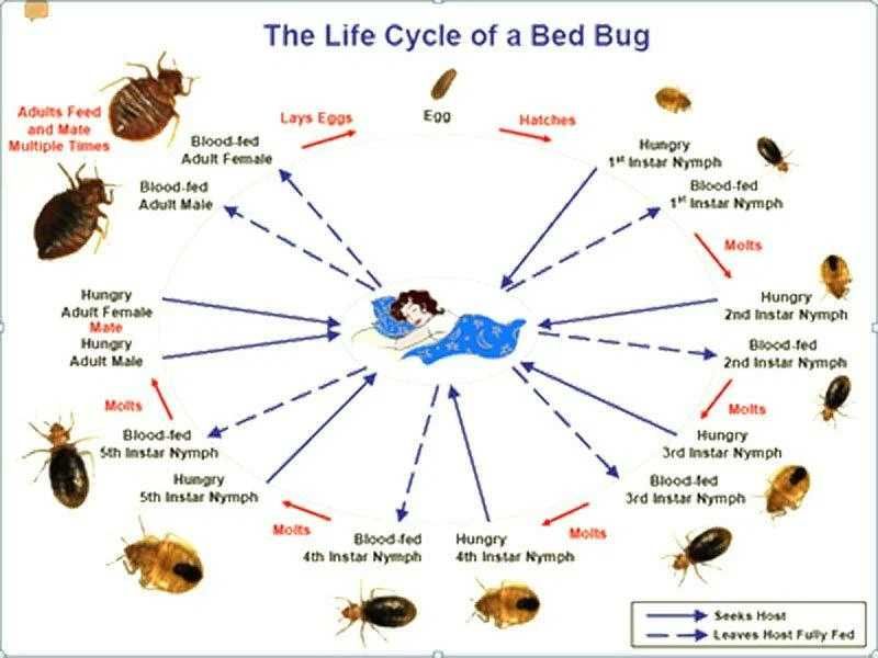 Профессиональное  средство от клопов мощный CROSS FIRE (USA)