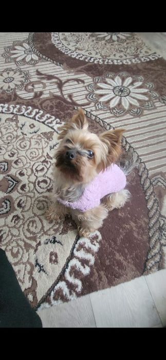 Продам собачку домашняя