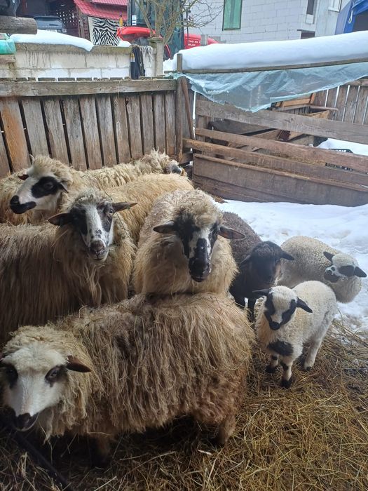 Vând 3 oi cu 3 miele și un berbec