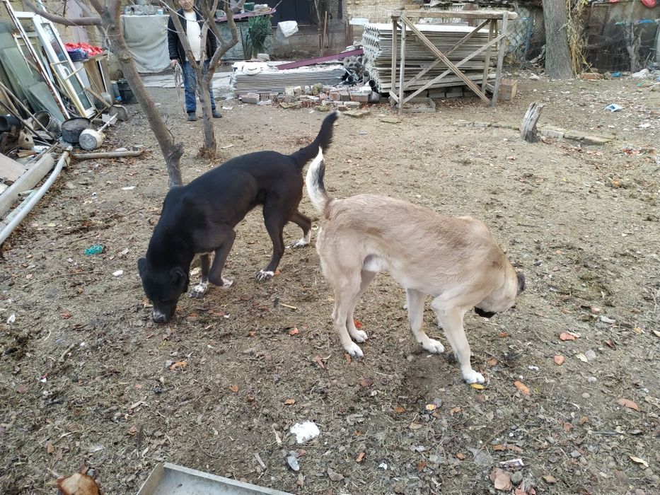 Alabay kangal sotiladi