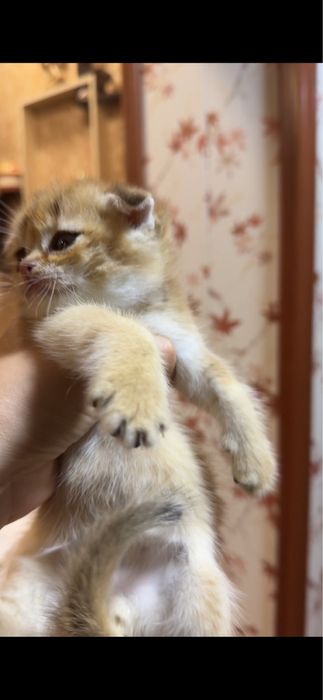 Продаются котята фолд и страйт