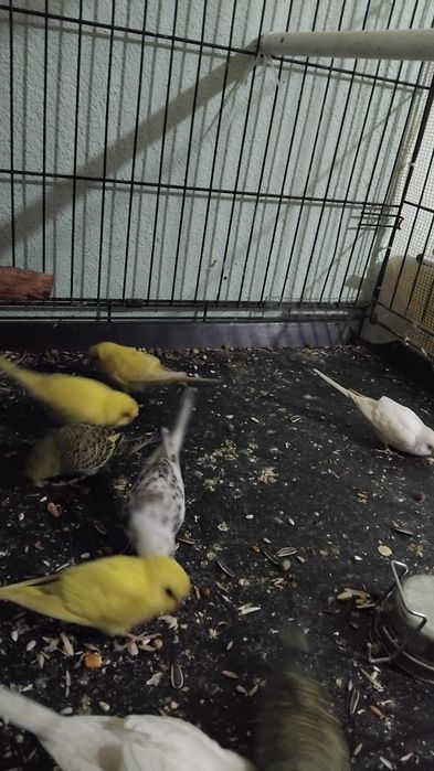 Vând sau schimb peruși