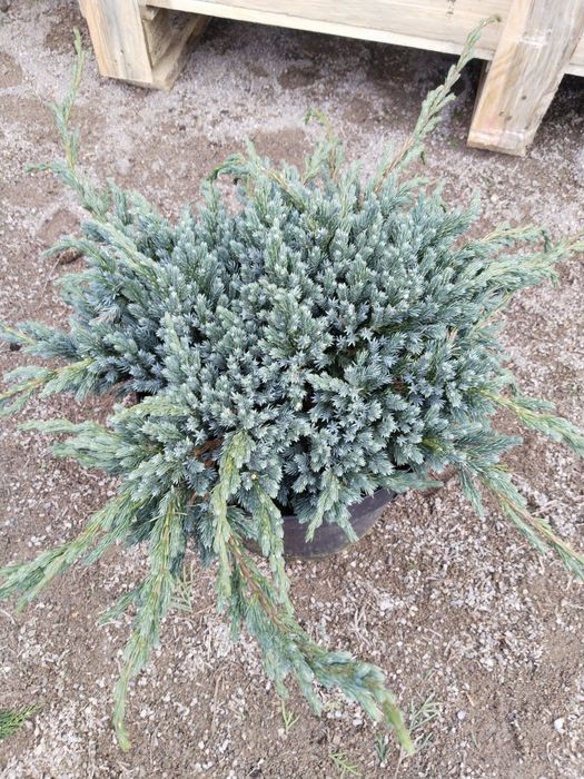 Продам хвойные саженцы