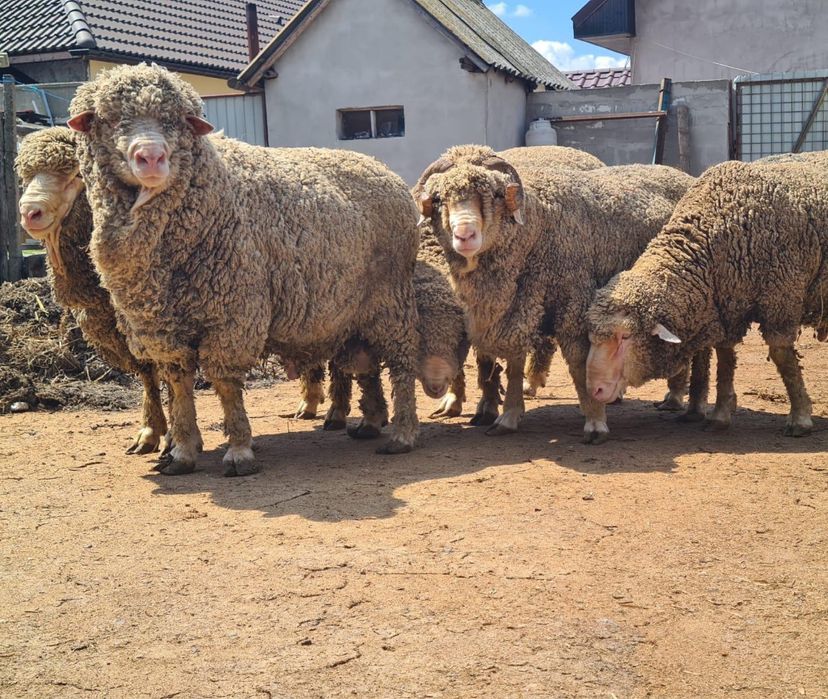 Berbeci Merinos