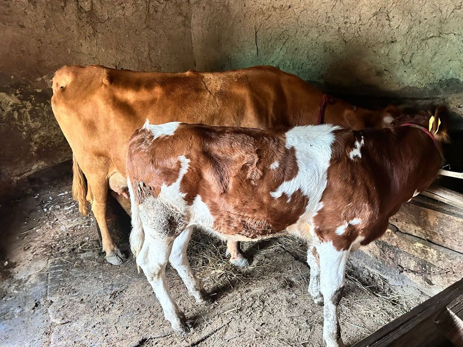 Vând vacă tânără și bună de lapte