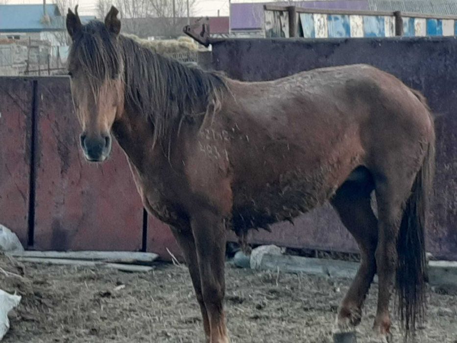 3 бас жылқы сатылады! / Продаются лошади!