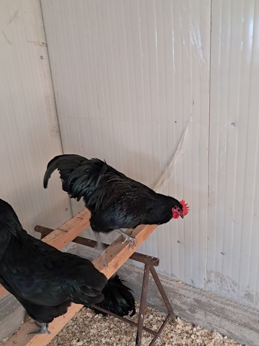 Vând cocoși rasa australop