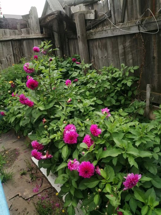 Продам дачу в городе