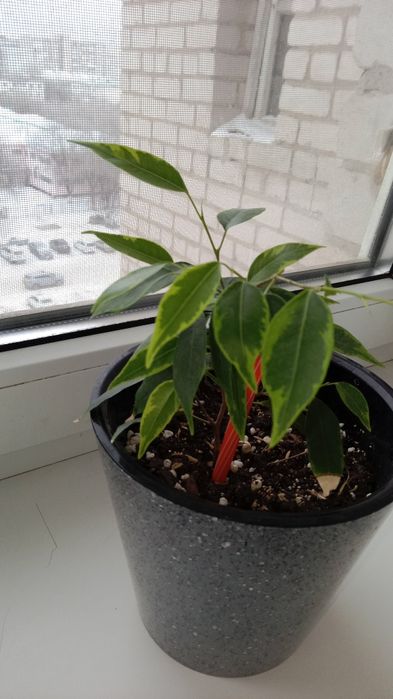 Комнатные растения