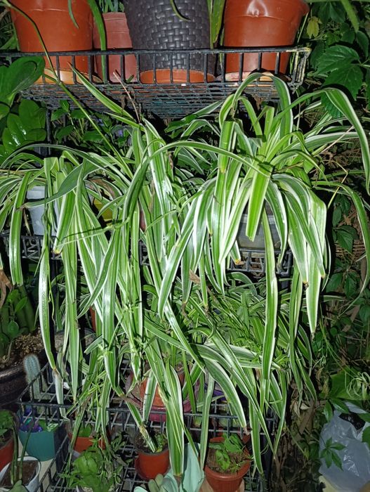 Продам хлорофитумы