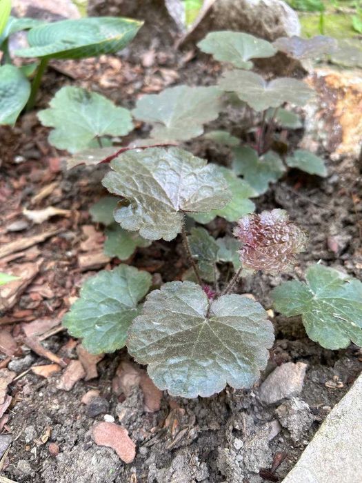 Гейхера - саженцы, многолетник