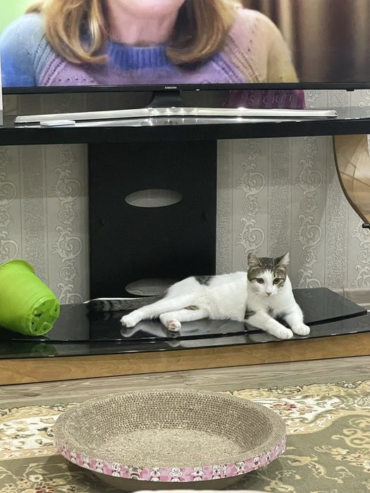 Кот, кастрирован. Есть паспорт