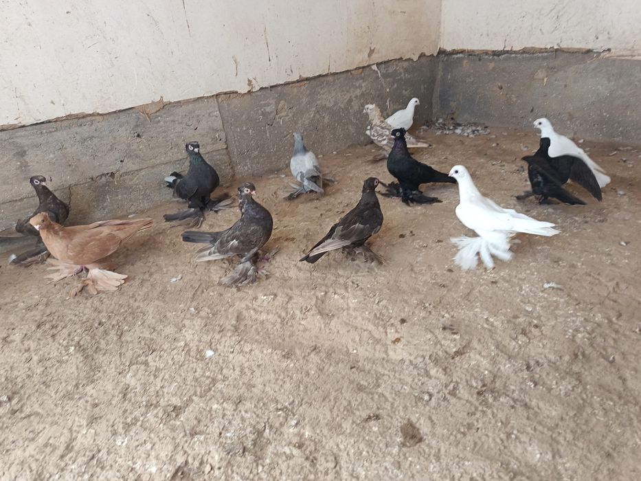 Jizzax Zarbdor Kaptarlari