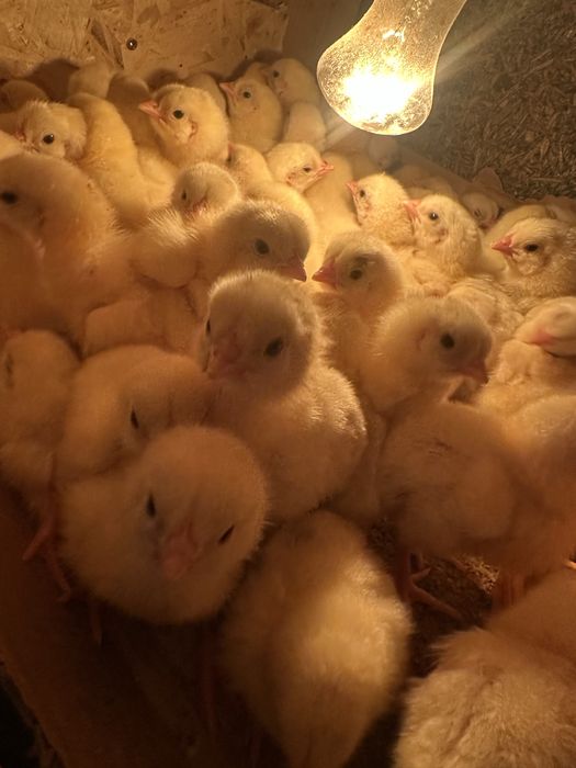 Цыплята бройлера рос 308
