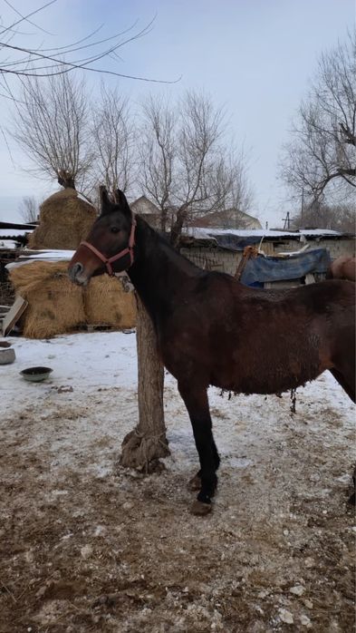 Англиская порода