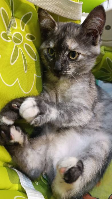 Ищет дом котенок 2 месяца