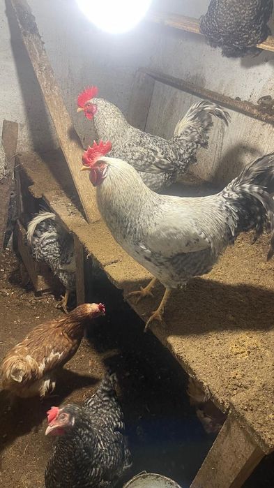 Доминант әтештері сатылады