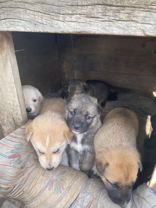 Кутята Бесплатно 1 месяц