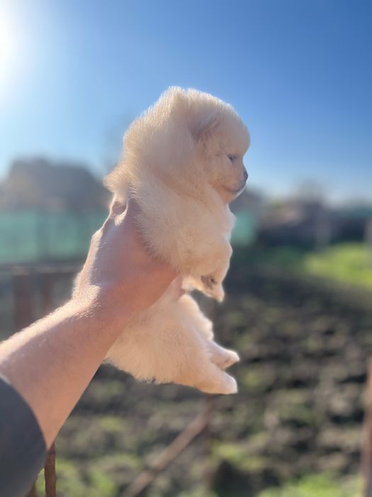 Мини померанчета