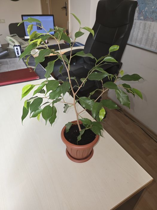 Продам фикус Бенджамина