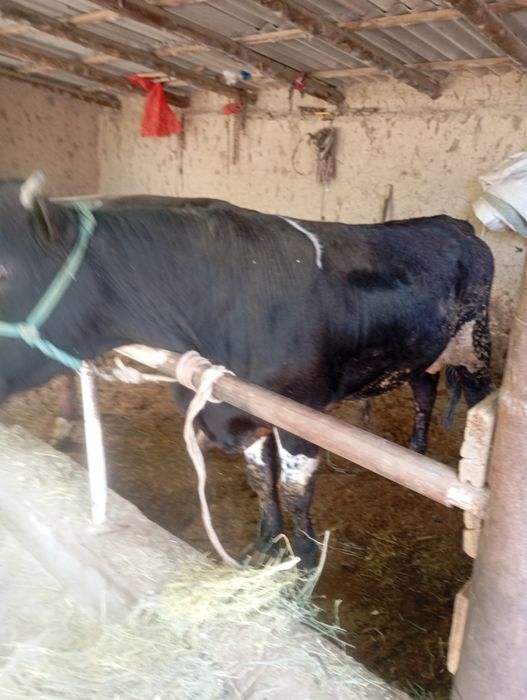 Домашний бычки!!!