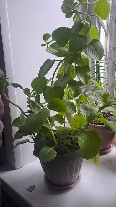 Продам продам комнатные цветы