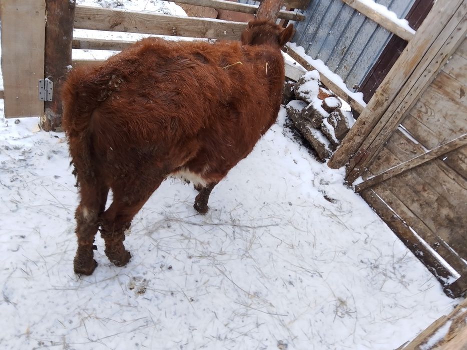 Продам телёнка телочка