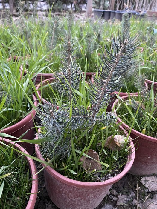 Продаю Голубые и Серебристые Ели в горшках