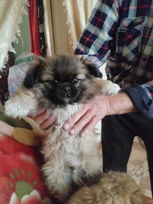 Пекинесы мальчики