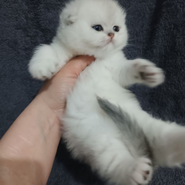 Продаётся чистокровный шотландский котёнок