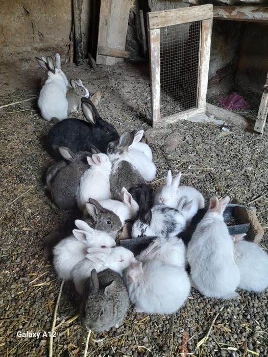 Quyon bolalari sotiladi 1 oyli bop qoldi