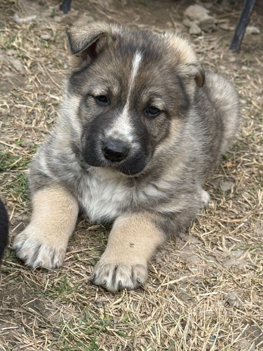 Отдам щенков овчарки