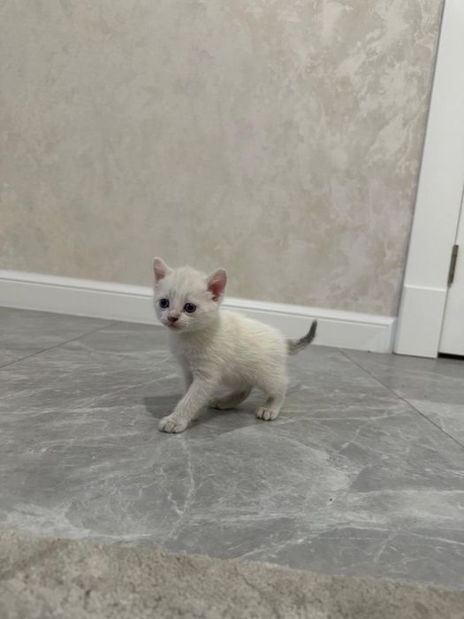 Отдам котят в хорошие руки