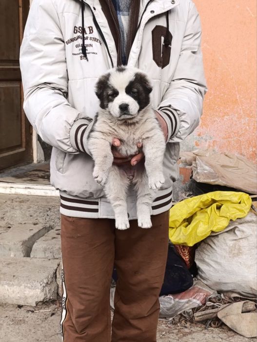 Alabay 28 kunlik qiz