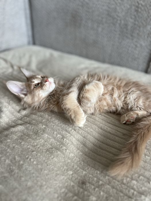 Котенок мейн кун