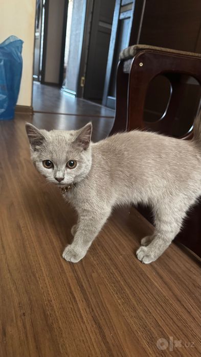 вязка с котом британцем лилово-серого цвета