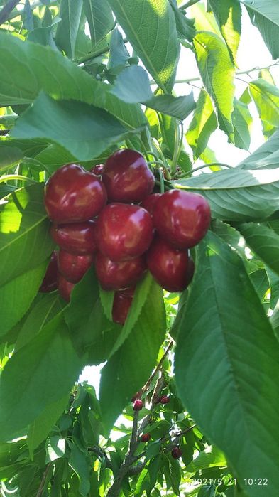 Chereshni nihollari sotiladi