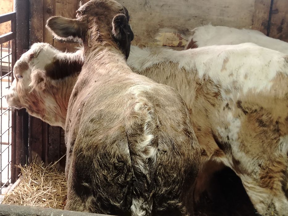 Taurasi și vitele intarcati și mari la 220 kg