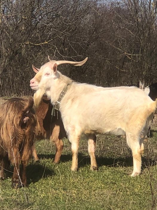 Vând sau schimb tap saanen