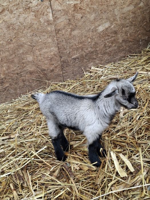 Iezi sugari,pentru biberon