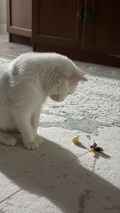 кот 1,5годик отдам в добрые руки