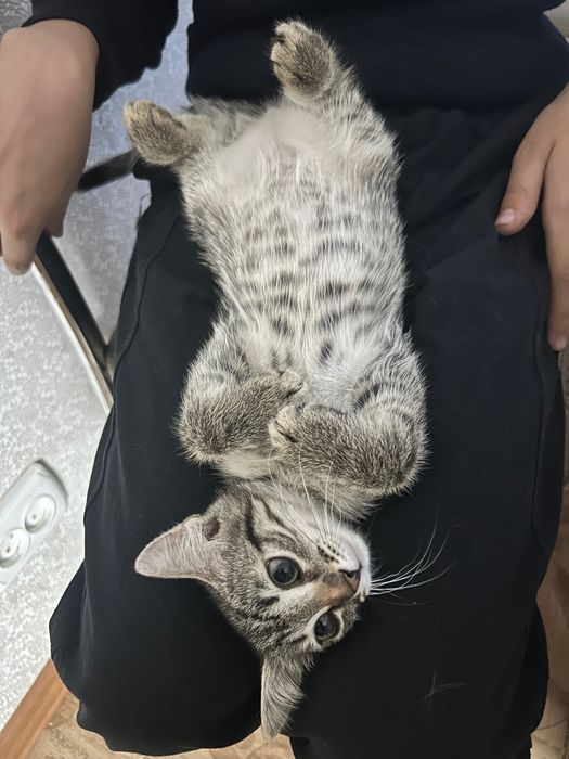 Отдам котят в хорошие руки