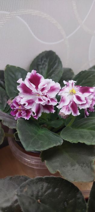 Продаю фиалки.домашние.есть разные сорта.