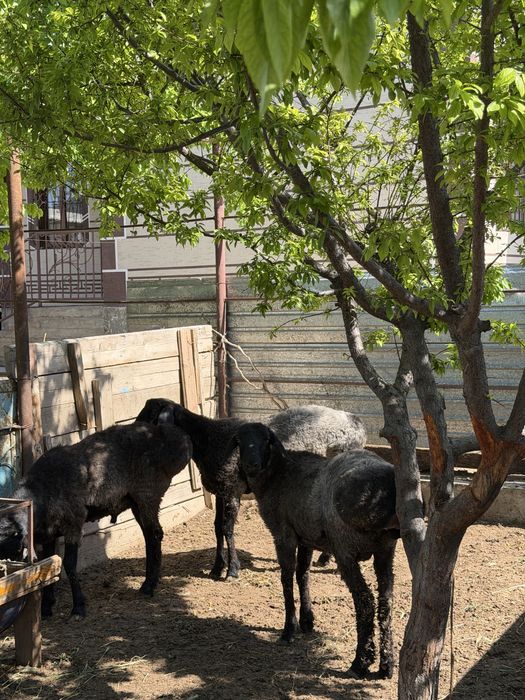 Қошқарлар срочно сатылады