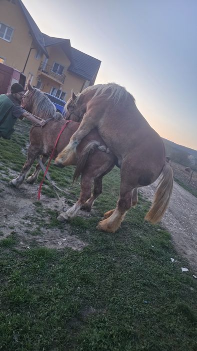 Harmasar pt monta ardenez de trei ani frumos cu forme