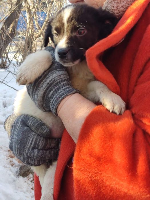 Щенки в добрые руки