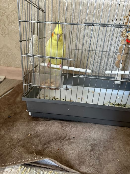 Попугай крелла домашние