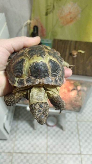 Черепаха  сухопутная